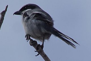 Lanius meridionalis koenigi - Kanarenraubwürger (Raubwürger-koenigi)